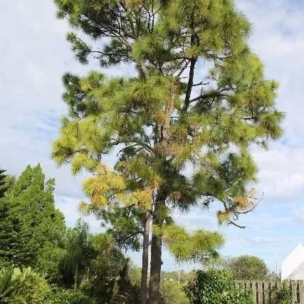 thumbnail for publication: Pinus palustris: Longleaf Pine